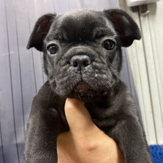 フレンチブルドッグ仔犬里親募集