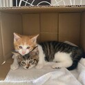 2か月男の子里親募集中
