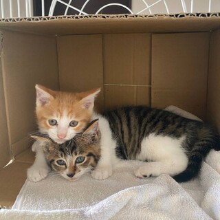 2か月男の子里親募集中