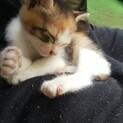 赤ちゃん猫5匹の家族募集ヽ(^o^)