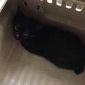 月齢3ヶ月程度の猫の赤ちゃん（女の子）です