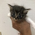 元気な子猫4匹！