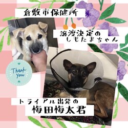 2021年10月5日の倉敷→全頭譲渡決定！