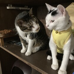 まつりさん、手術は無事完了
