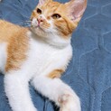 子猫 生後3~4ヶ月