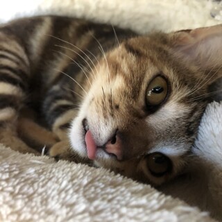 アメショミックスぽんずくん里親決定