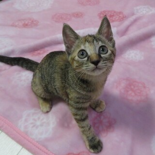 コカ☆女の子　2ヶ月半