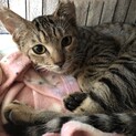 キジトラ　ビビリのだいずくん　里親様決定