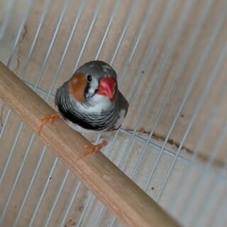 お話中。キンカチョウ　オス