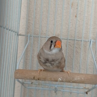 お話中。キンカチョウ　メス