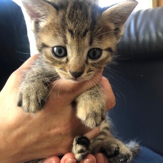 【里親様決定しました！】ずっとのお家さがしています