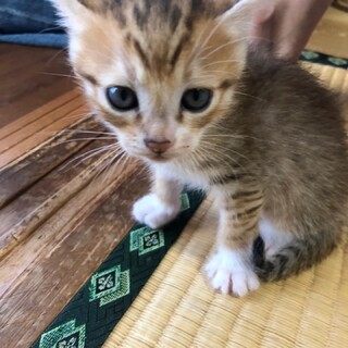 【決定しました！】ずっとのお家さがしています