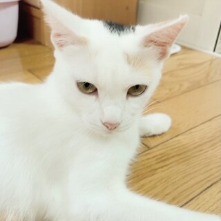 かわいい白い三毛猫ちゃん