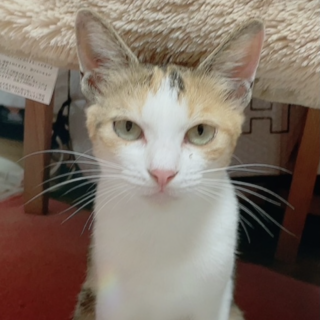 かわいい三毛猫ちゃん