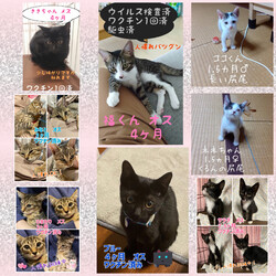 保護ねこ譲渡会inスマイルほうふ サムネイル2