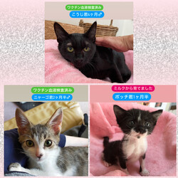 保護ねこ譲渡会inスマイルほうふ サムネイル3