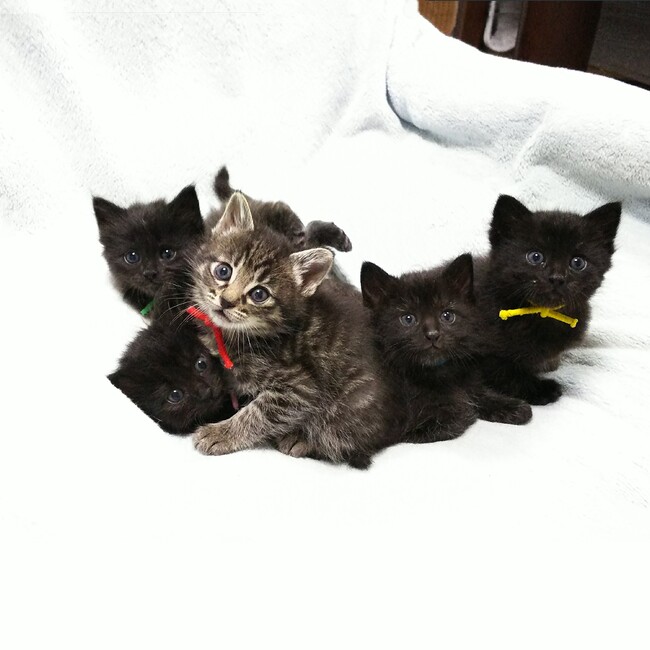 にゃんと道場＠らっくのカバー写真