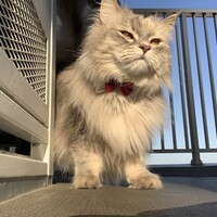 ちゃぴ