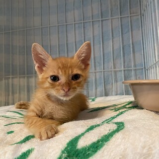 おまめちゃん(男の子）