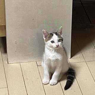 ３兄妹の男の子　なな君です。