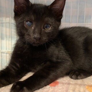 大福ちゃん(男の子）