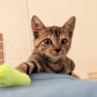 とっても美人なキジトラの子猫　一旦募集停止