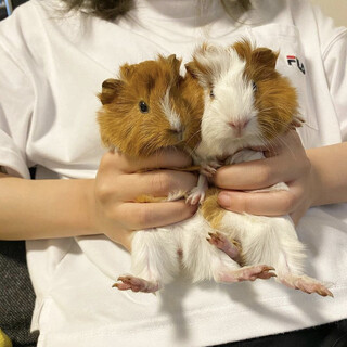 モルモット里親さん募集中