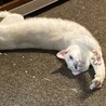 気持ちよく伸び〜