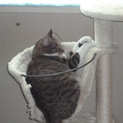 「勝手にカスタマイズ⁉」サムネイル3