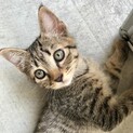 ヤンチャで甘えん坊なシュガくん