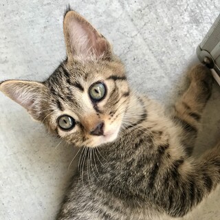 ヤンチャで甘えん坊なシュガくん