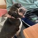 甘ったれなフレンチブルドッグ♀ドアちゃん