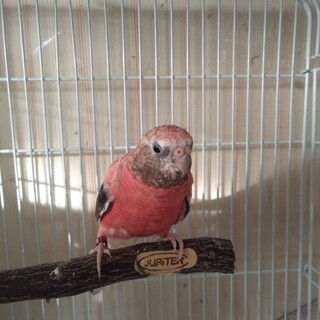 アキクサインコ　ローズ