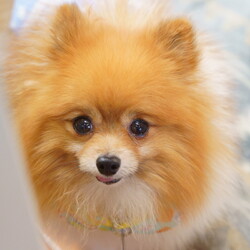 Wan's pono保護犬ふれあい会　第34回 サムネイル2