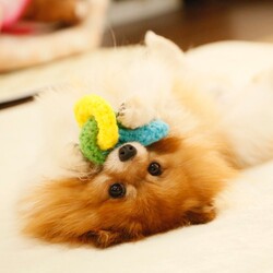 Wan's pono保護犬ふれあい会　第34回 サムネイル3