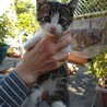 ねこまる(中津市地域活動団体)