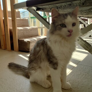 ノルウェージャン　女の子