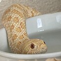 シシバナヘビ　オレンジアルビノ♂