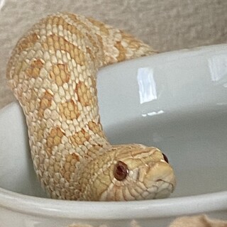 シシバナヘビ　オレンジアルビノ♂