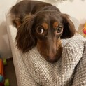 1歳のかわいいダックスの里親募集します