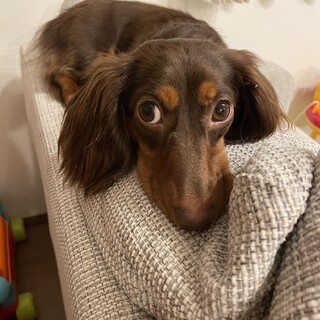 1歳のかわいいダックスの里親募集します