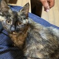 会ったら分かる可愛さ！超ゴロスリ系  サビ猫ちゃん