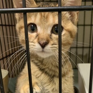 募集一時停止！子猫の里親募集中　キジトラ
