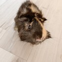 巻き毛モルモット　オス　里親さん募集しています