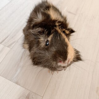 巻き毛モルモット　オス　里親さん募集しています