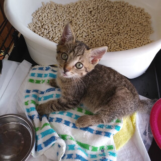 T29 （仮）タキくん（保護中・予約可）