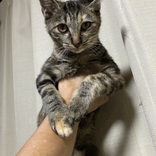 モモエ、里親さま決定！ありがとうございました♡