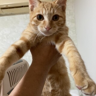 ジュリー、里親さま決定！ありがとうございました❤️