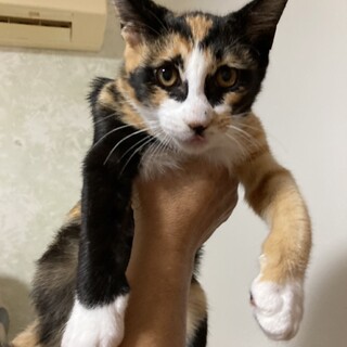 リンダ、里親様決定！ありがとうございました♡