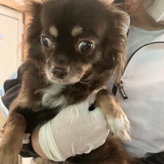 尻尾ふりふり　ロングコートチワワ